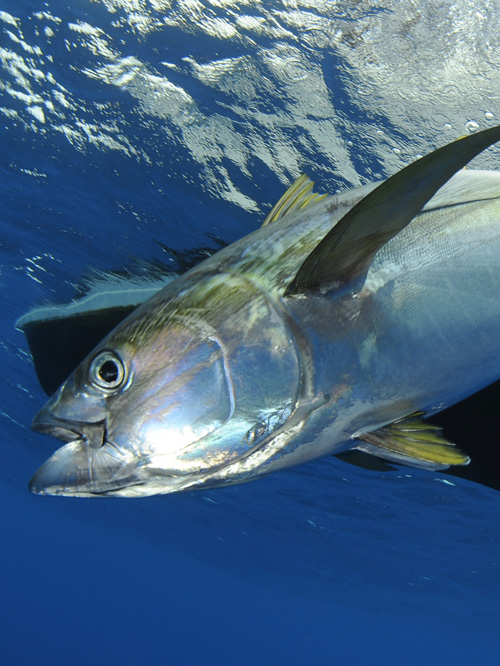 Les plus belles pêches